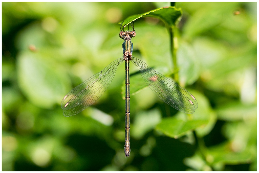 D71 0496 Gemeine Binsenjungfer