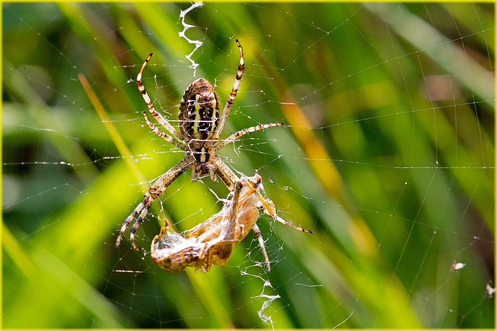 D71 0510 Wespenspinne mit Beute