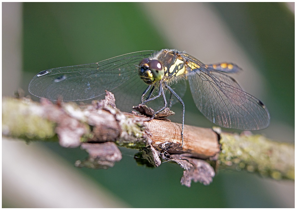 D71 0529 Schwarze Heidelibelle