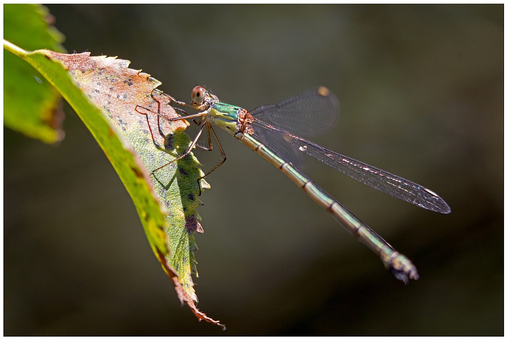 D71 0538 Binsenjungfer