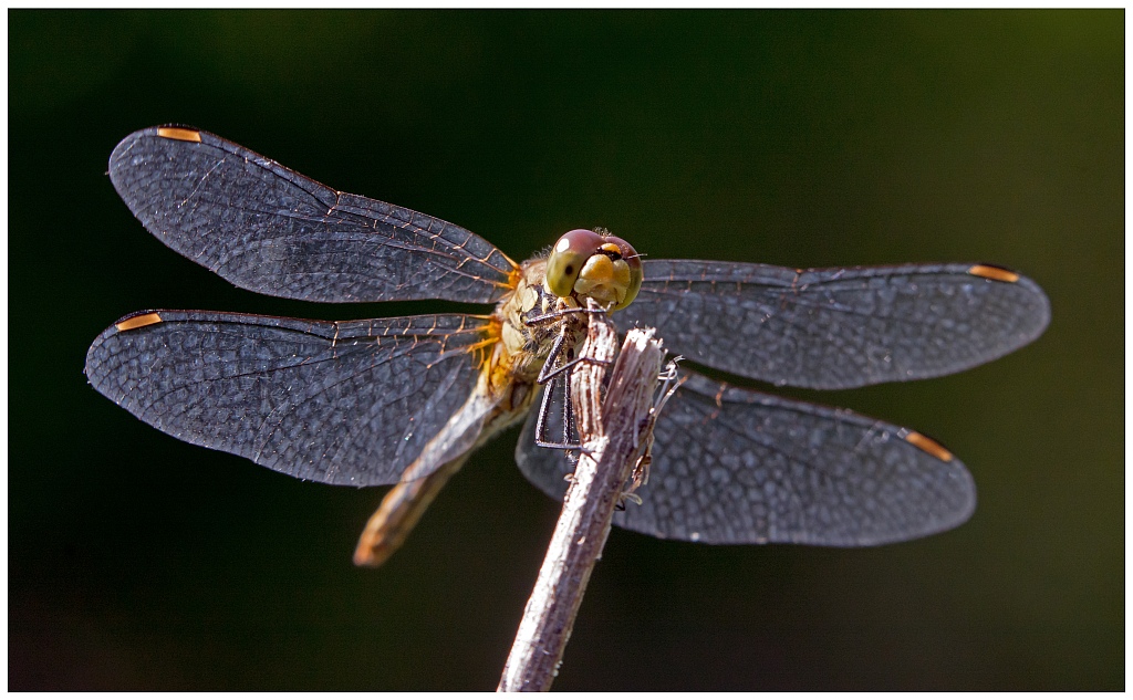 D71 0550 Mosaikjungfer