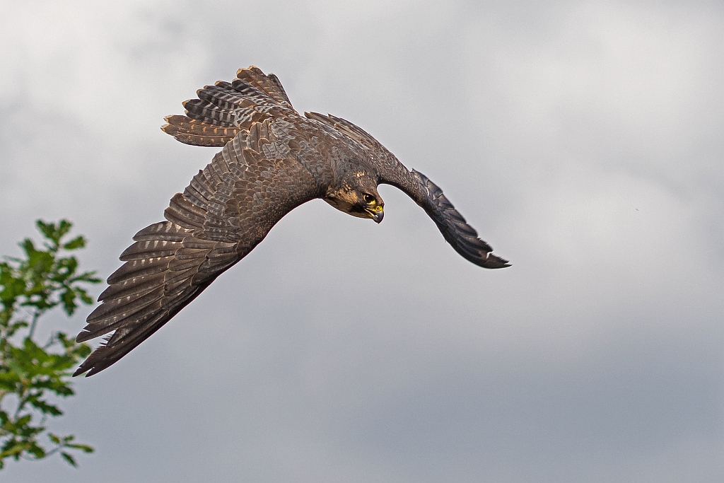 D71 0883 Falke IIIA