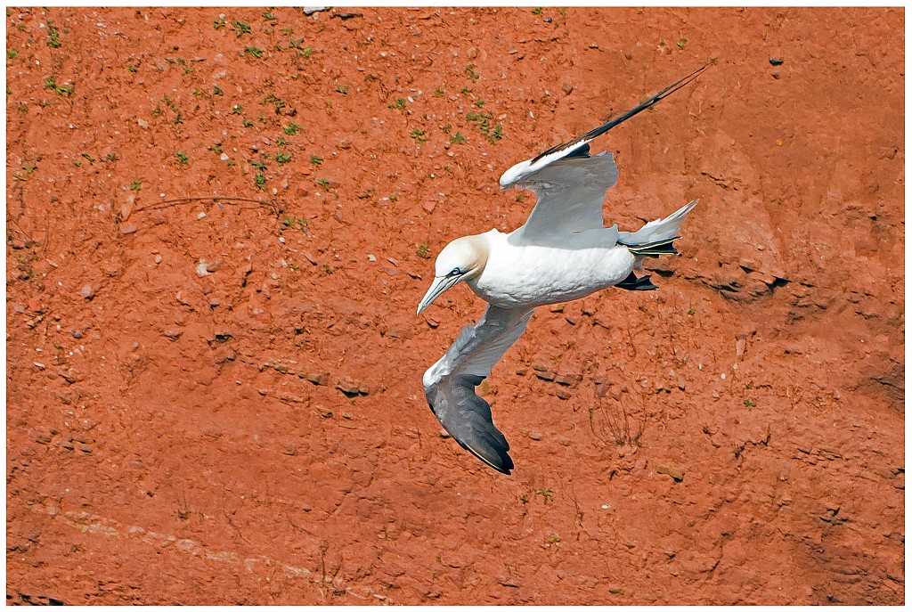 D71 0960 Vor der roten Wand
