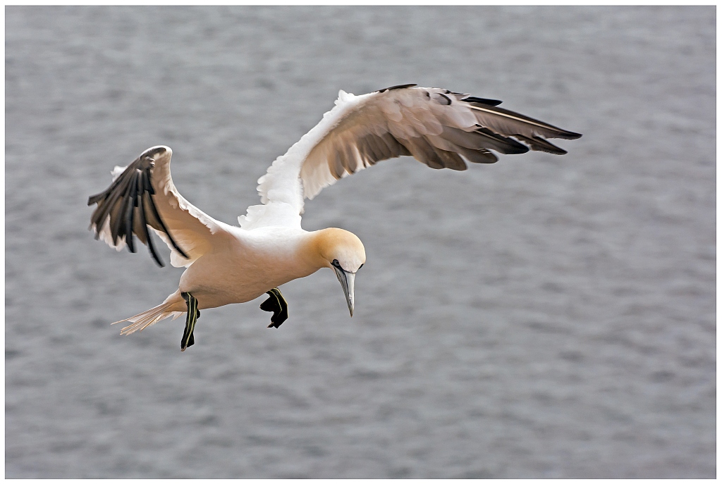 D71 1416 Basstölpel Flugbild I