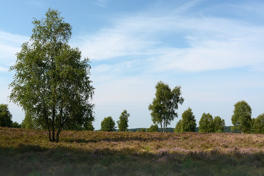 D71 1499