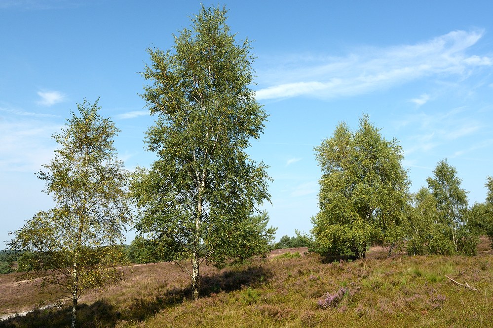 D71 1513