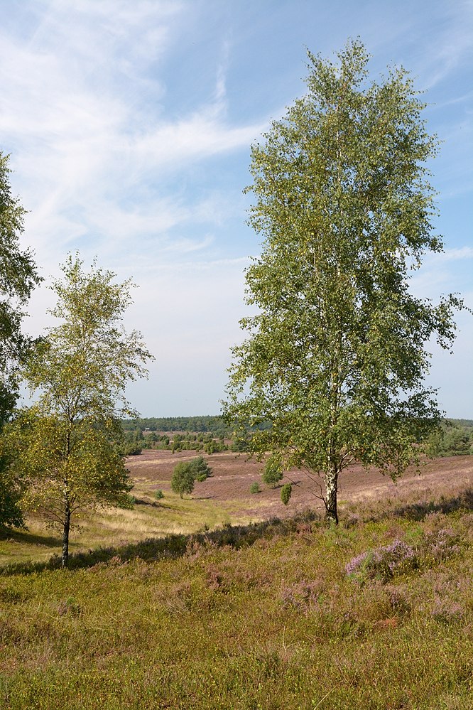 D71 1521