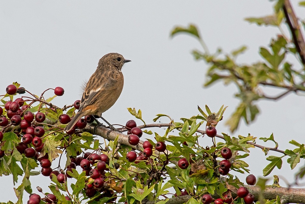 D71 1829 Unbekannter Vogel  9 2014