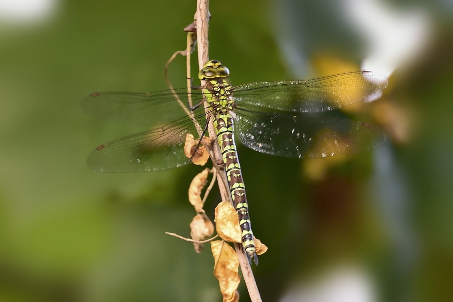 D71 1878 01