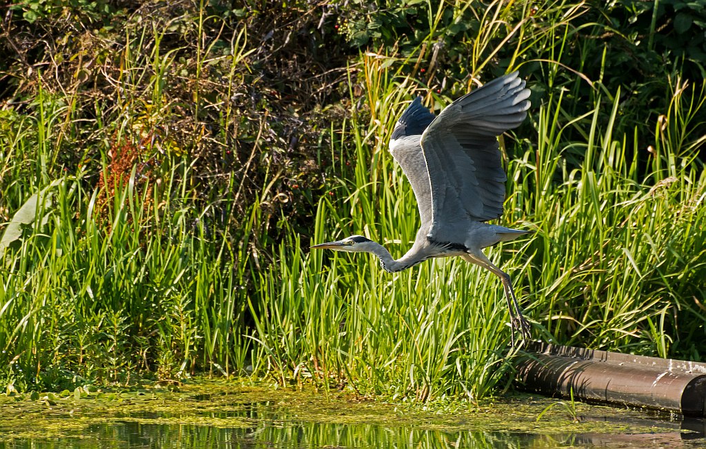 D71 1886 Reiher II Abflug