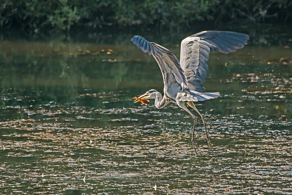 D71 1931 Ich hab den Fisch 9 2014