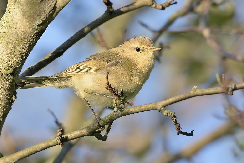 D71 1997 01
