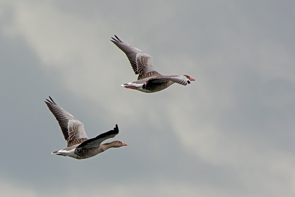 D71 2204 Gänse über dem Plöner See 09 2014
