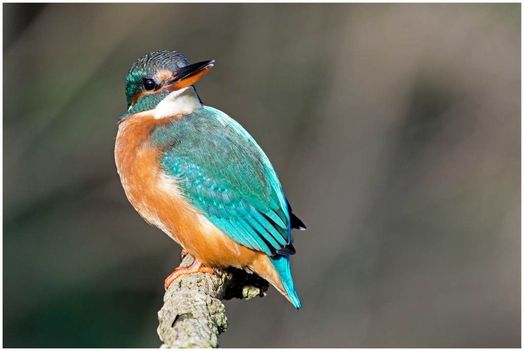 D71 2233 Eisi mit Schulterblick
