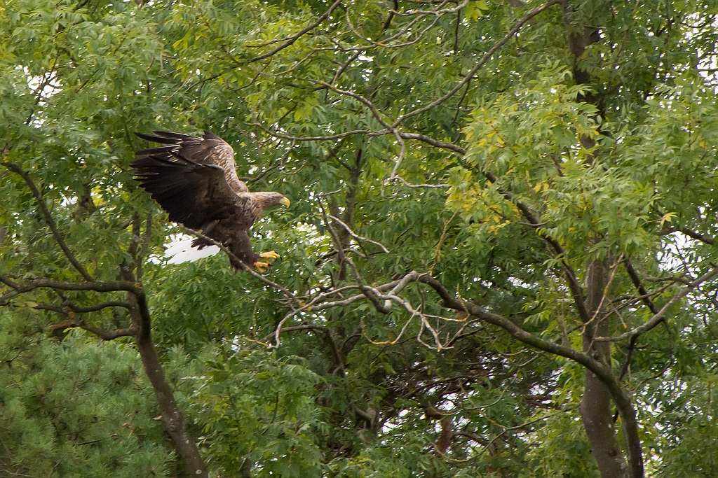 D71 2238 Plöner Seeadler II 09 2014
