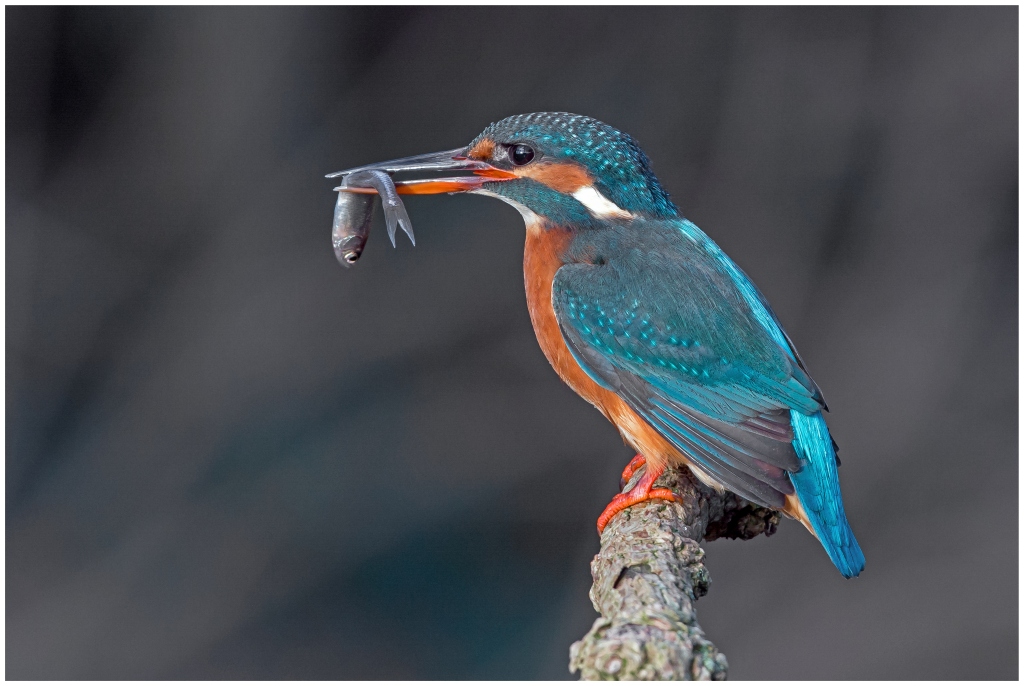 D71 2259 Eisi mit Fisch 12 2015