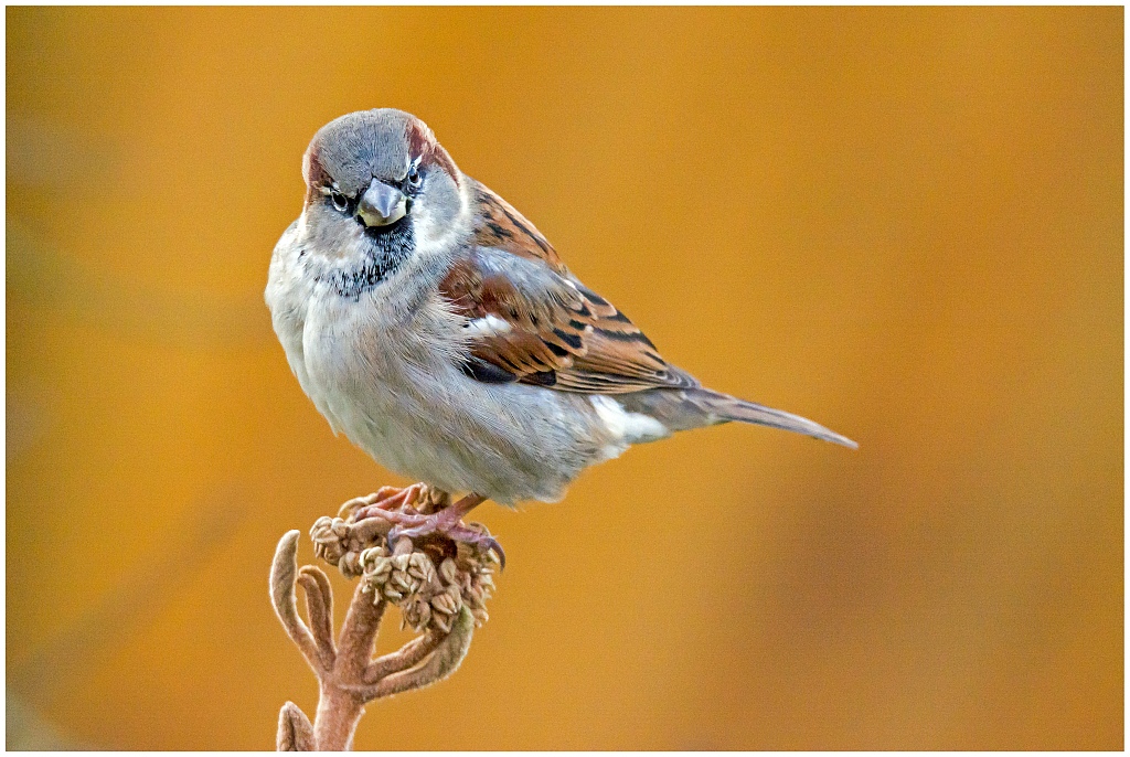 D71 2409 150 600 (S) Spatz I