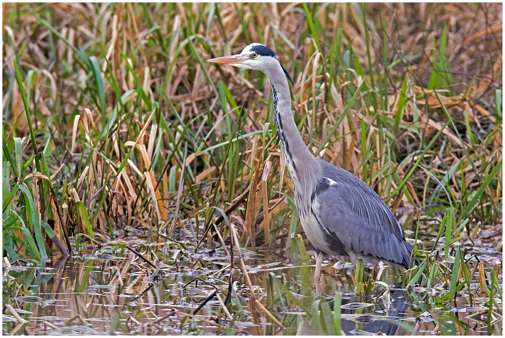 D71 2471 150 600 1 2016