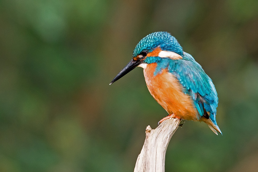 D71 2581 Eisi da ist der Fisch