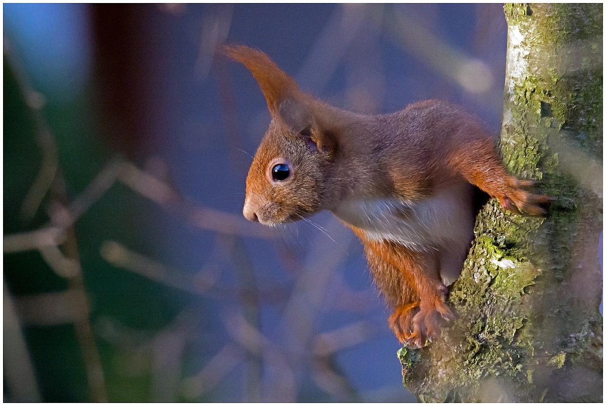 D71 2702 das neue Hörnchen 2016