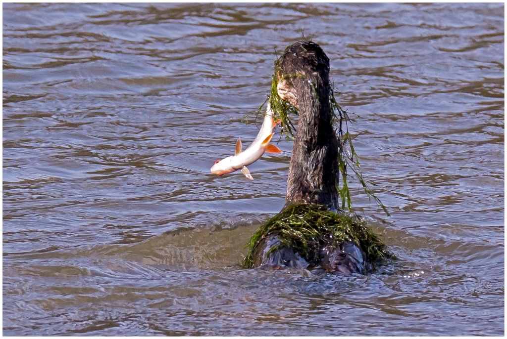 D71 2826 Kormoran mit vollem Einsatz I 2 2016