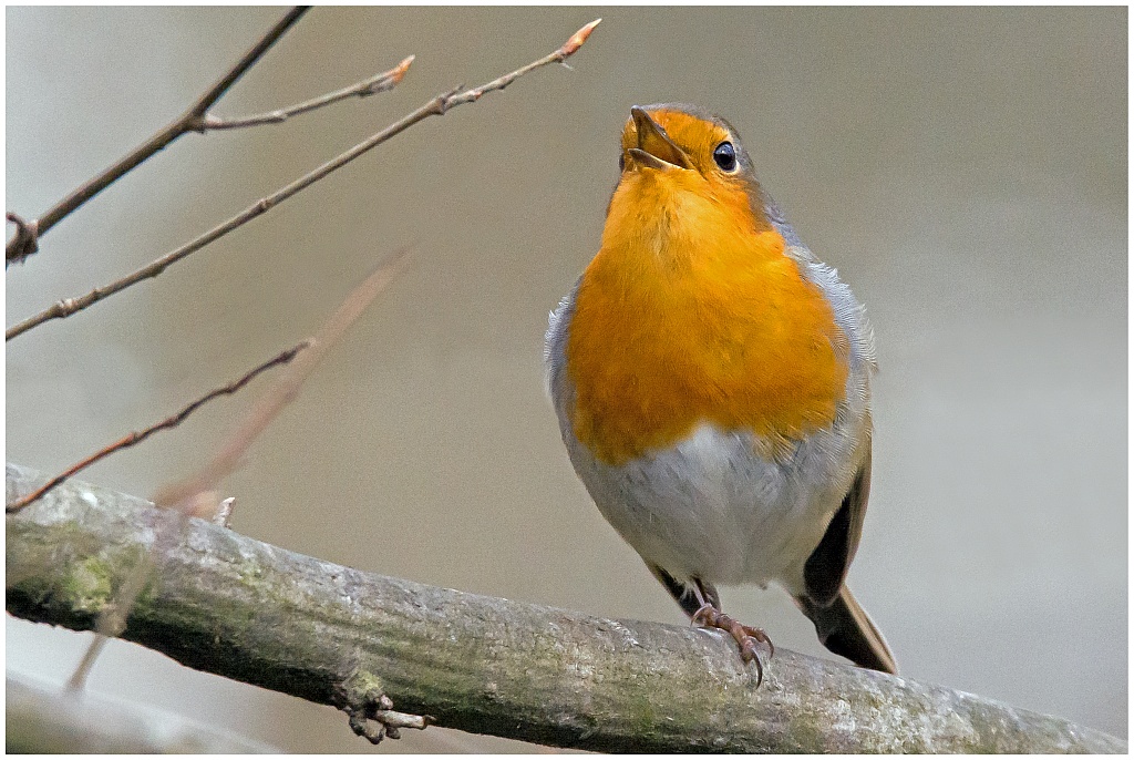 D71 2931 Trällerdes Rotkehlchen II B 2 2016
