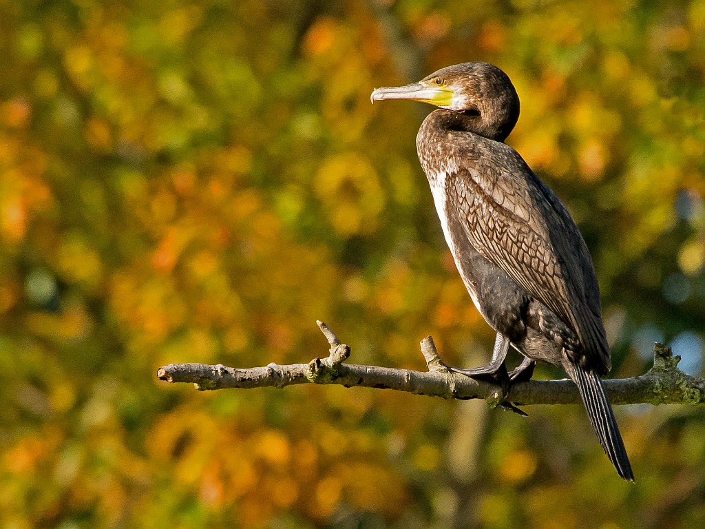 D71 2980 Kormoran im Sonnenlicht 10 2014