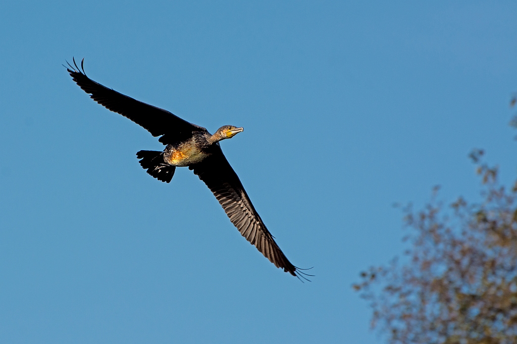D71 3031 Kormoran Vorbeiflug 10 2014