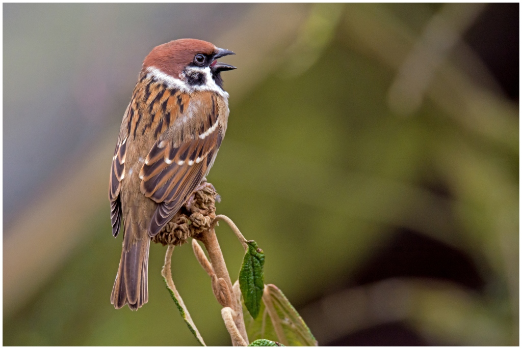 D71 3101 Lamentierendes Feldsperlingsmännchen 3 2016