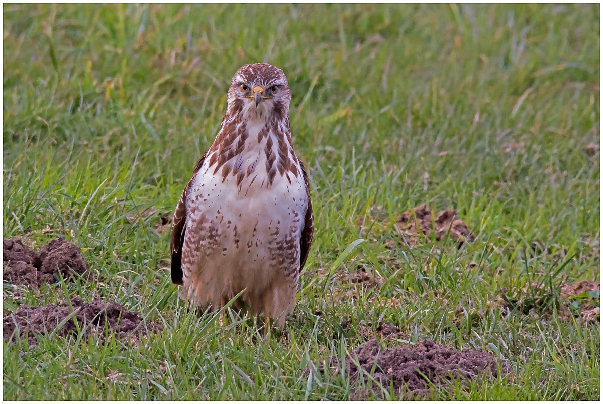 D71 3321 voll im Blick 3 2026