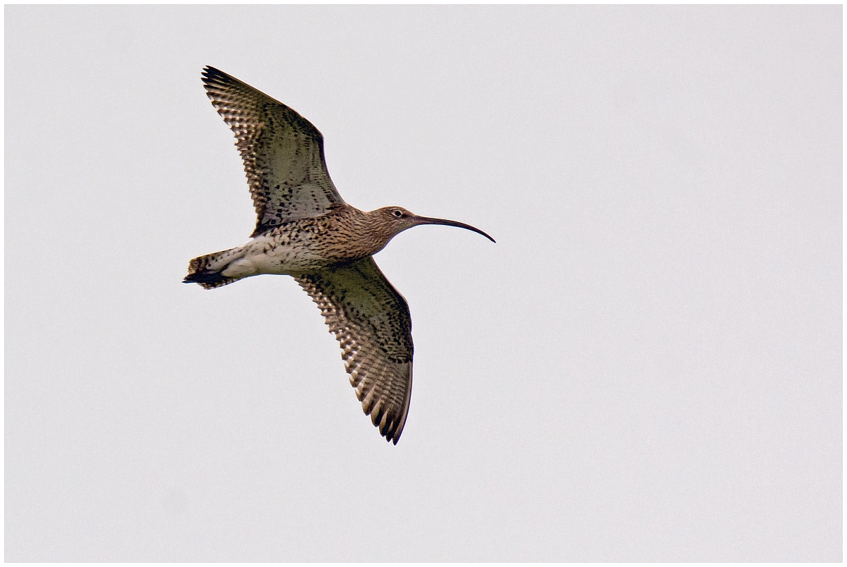 D71 3328 Großer Btachvogel II