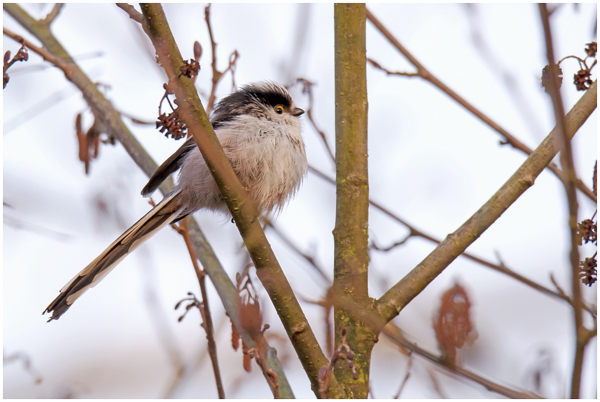 D71 3677 Erste Schwanzmeise 4 2016