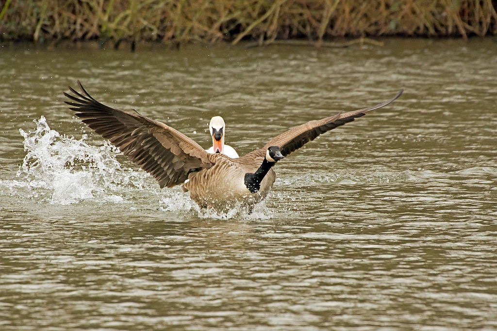 D71 4572 Schwan scheucht Gans I
