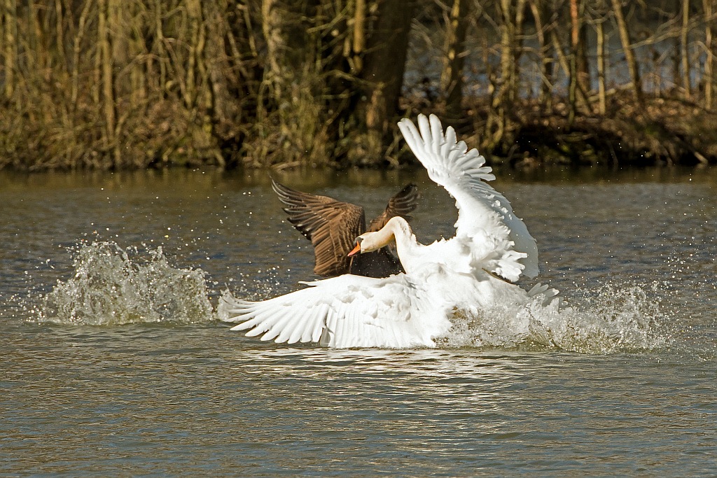 D71 4672 Schwan bei der Revierverteidigung