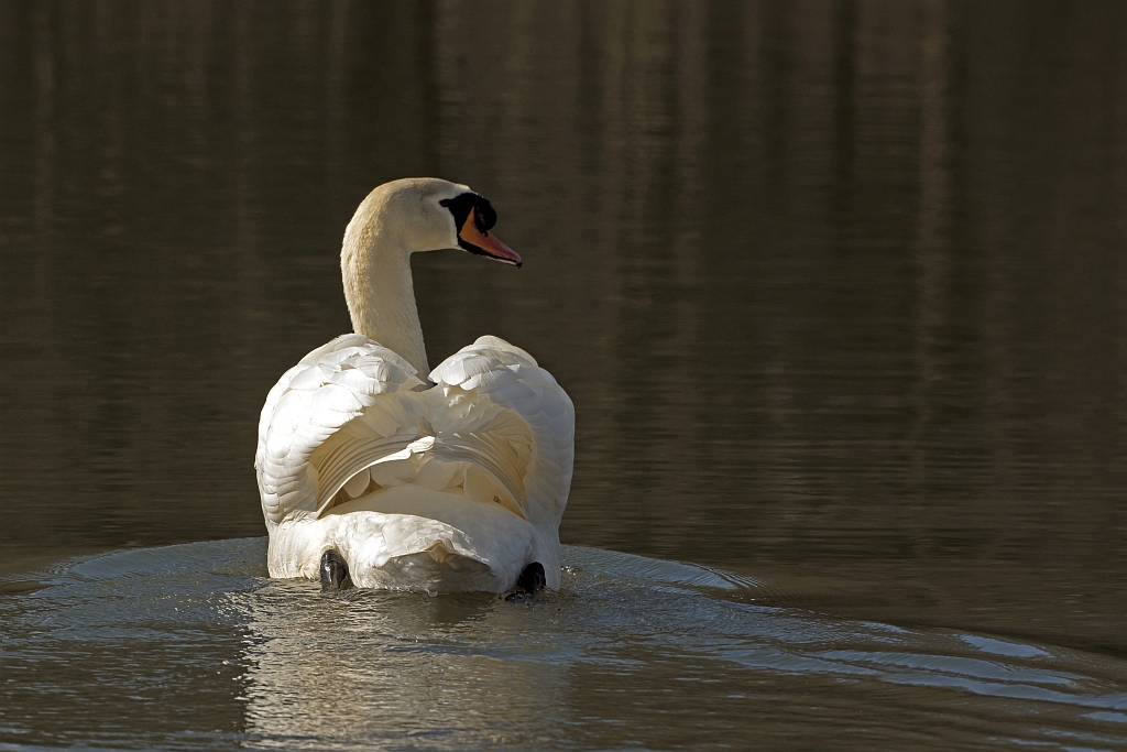 D71 4720 Vadder Schwan beobachtet