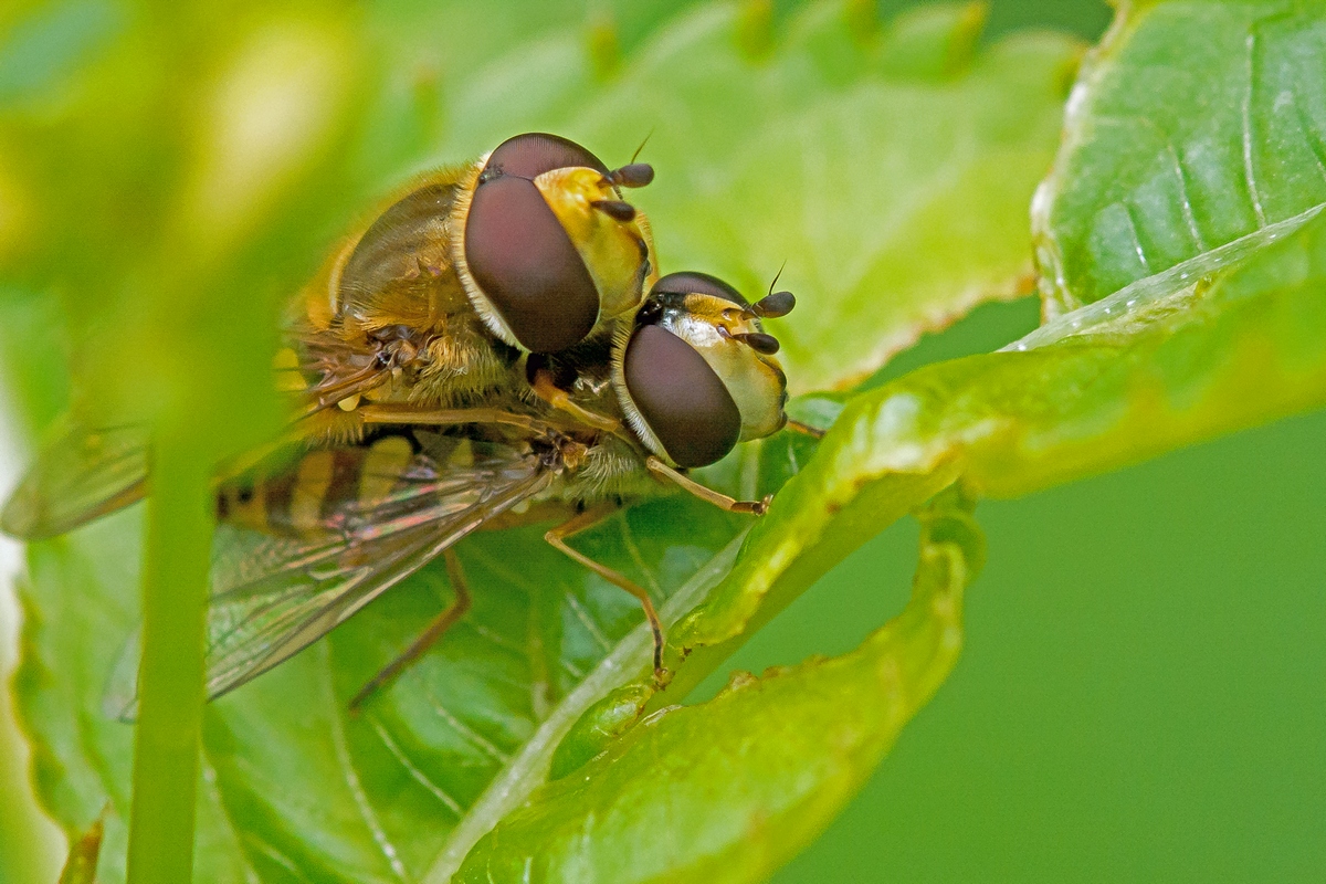 D71 4852 Schwebfliegen Sex 6 2016