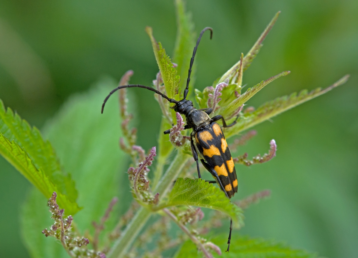 D71 4882 _Vierbindiger Schmalbock_ 6 2016
