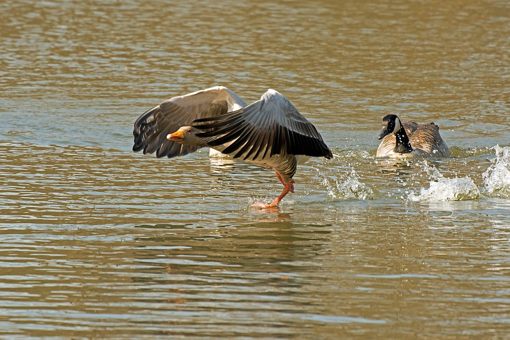 D71 5182 Gänsejagd IV