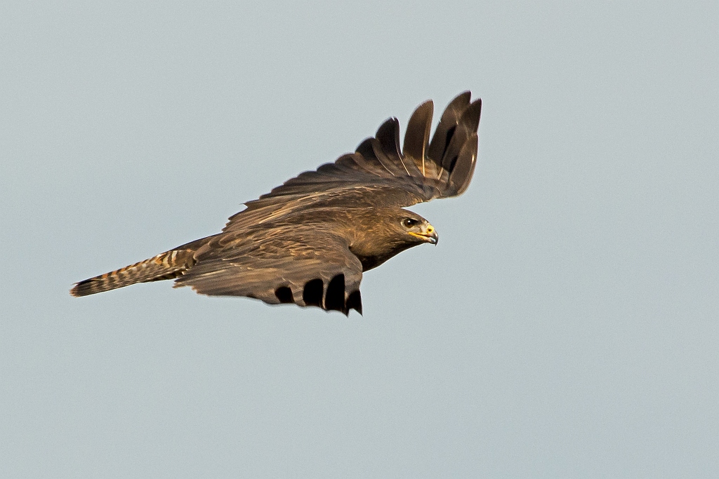 D71 5245 Bussard Vorbeiflug I