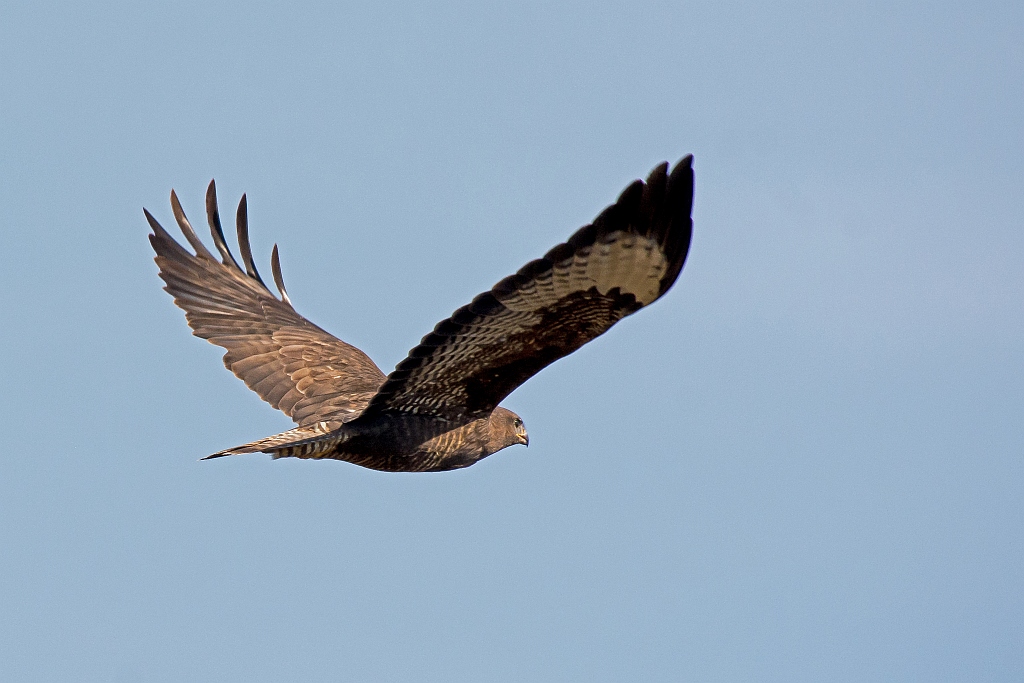 D71 5248 Bussard Vorbeiflug II