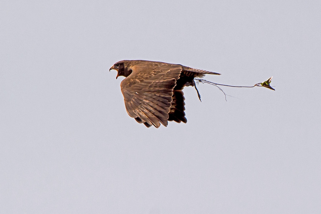D71 5367 Bussard mit Nistmaterial