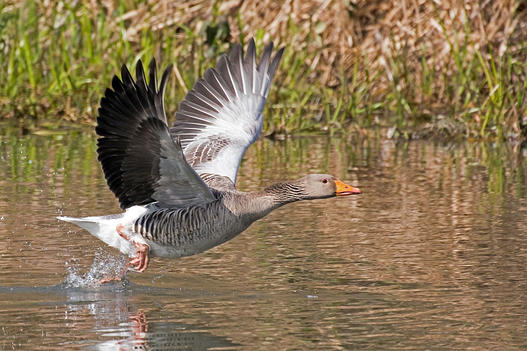 D71 5585 Flugstudie II