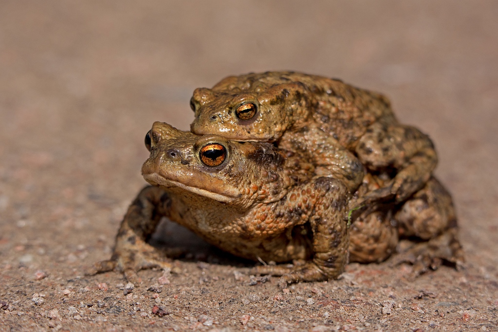 D71 5603 Erdkrötenpärchen