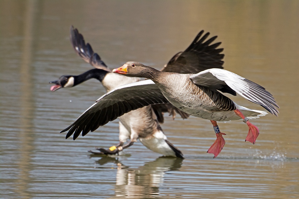 D71 5617 Graugans auf der Flucht