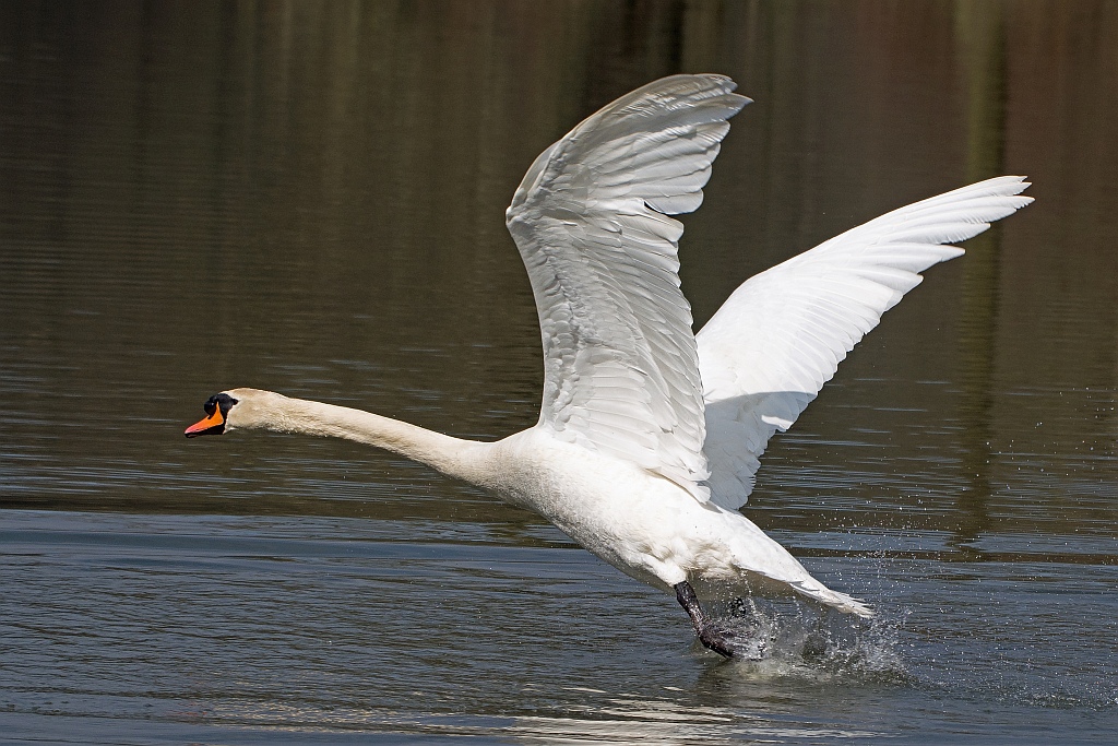 D71 5618 startender Schwan