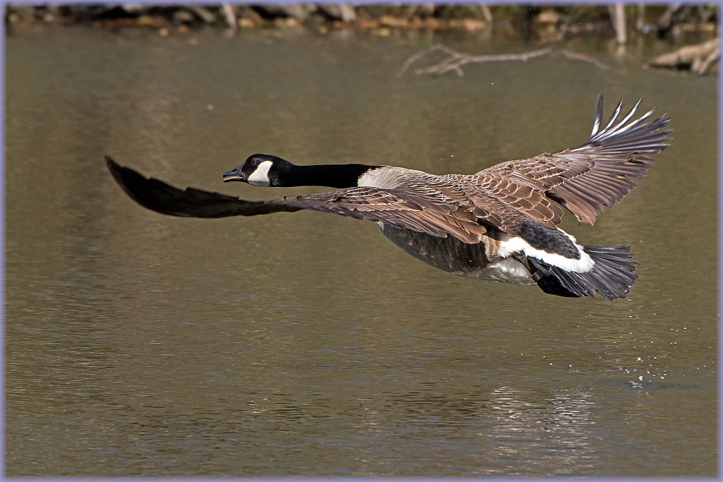 D71 6021 Kanadagans Flugstudie