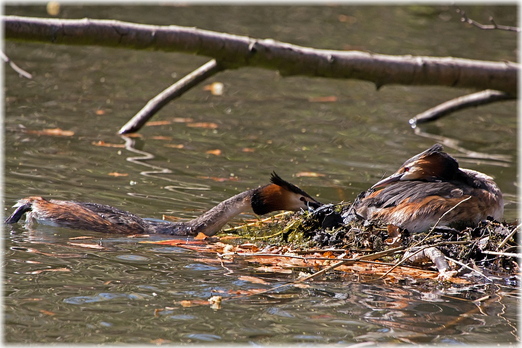 D71 6105 Haubi baut das Nest aus Rahmen
