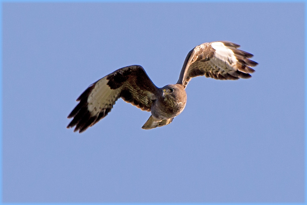 D71 6356 Bussard Klein Moor I