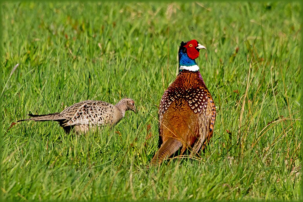 D71 6434 Herr und Frau Rebhuhn 4 2015