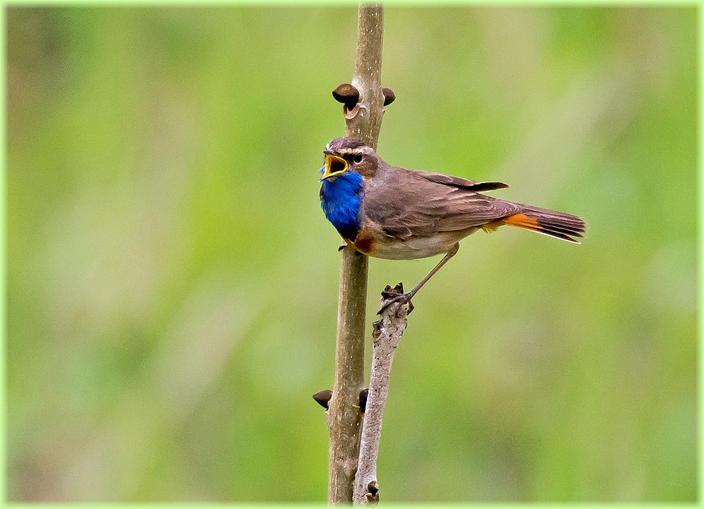 D71 6482 Blaukehlchen IA